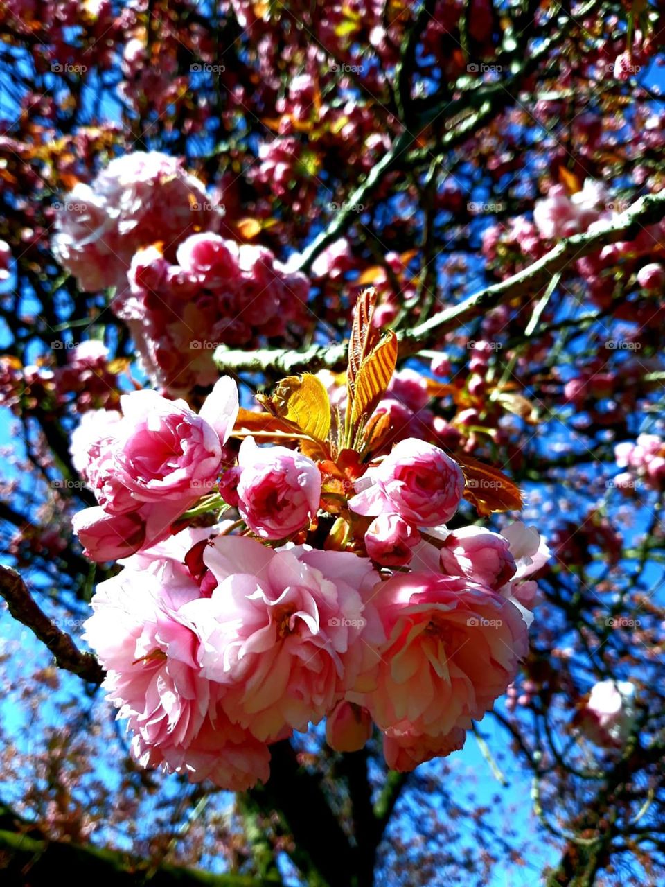 spring Flower