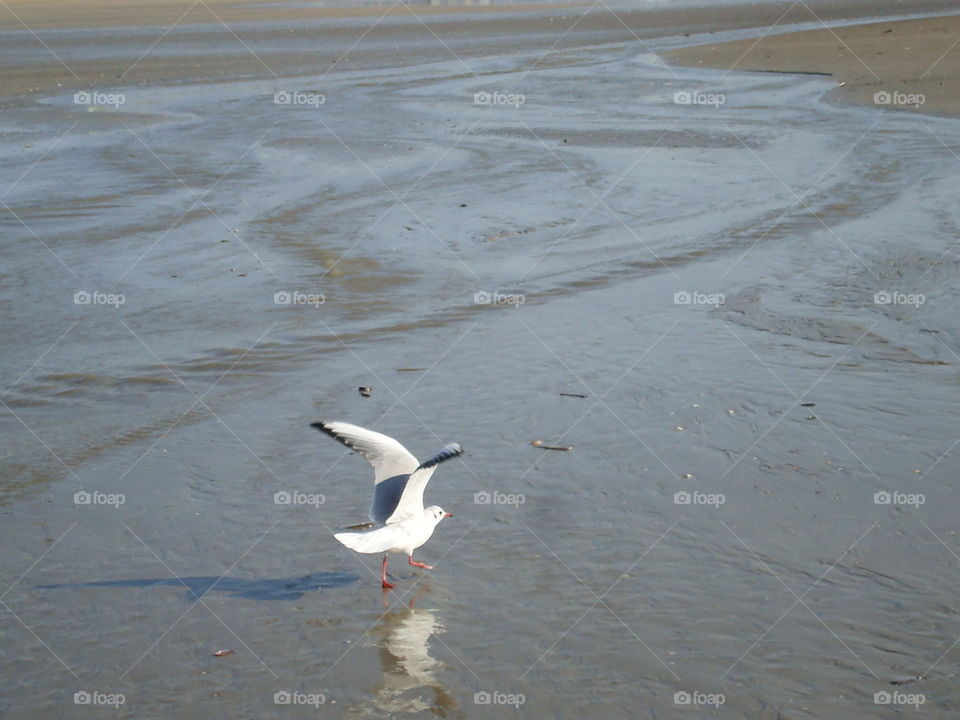 moette sur la plage de Deauville