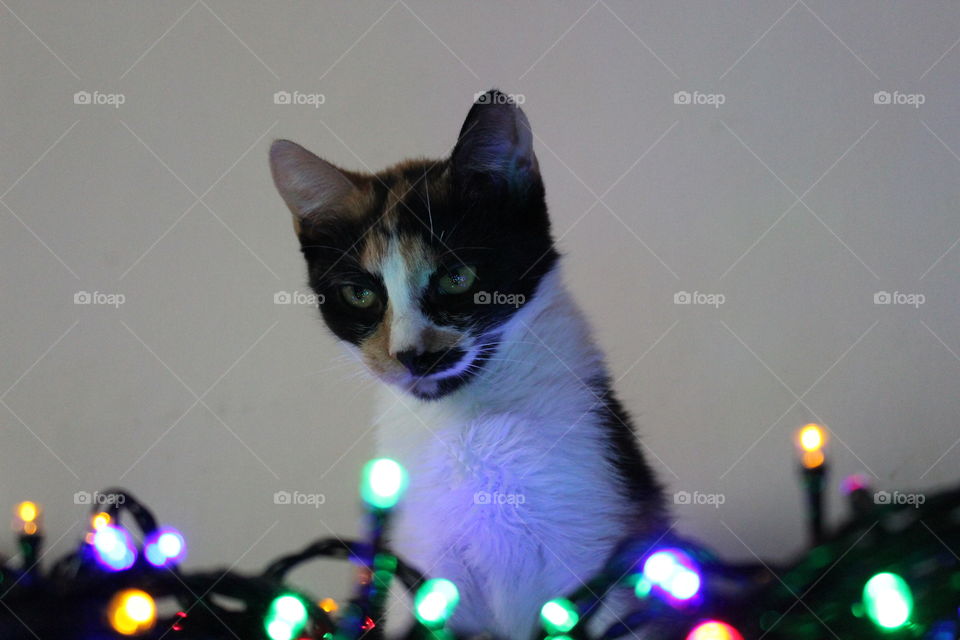 Cat on christmas light