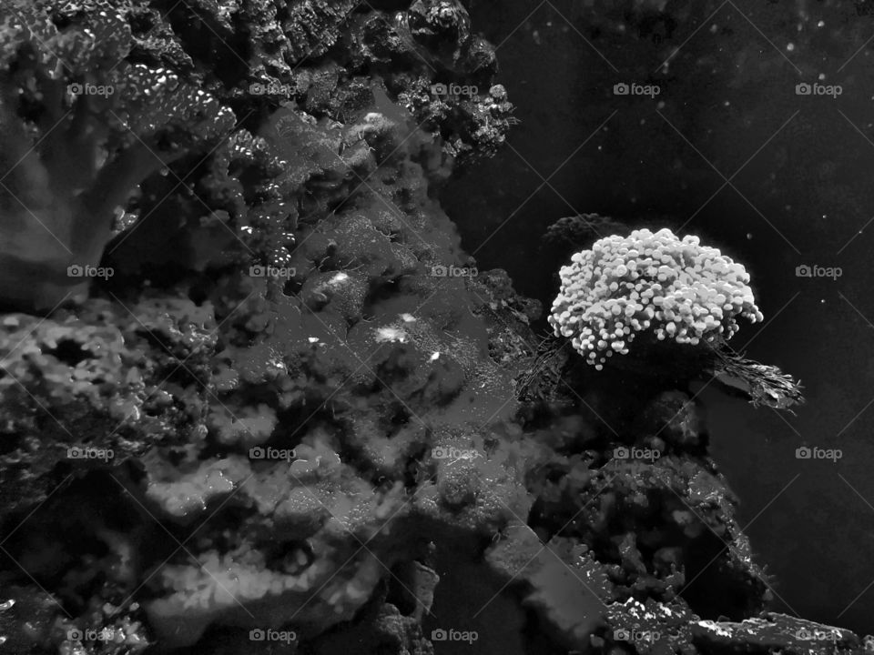 Black and white photo of coral 