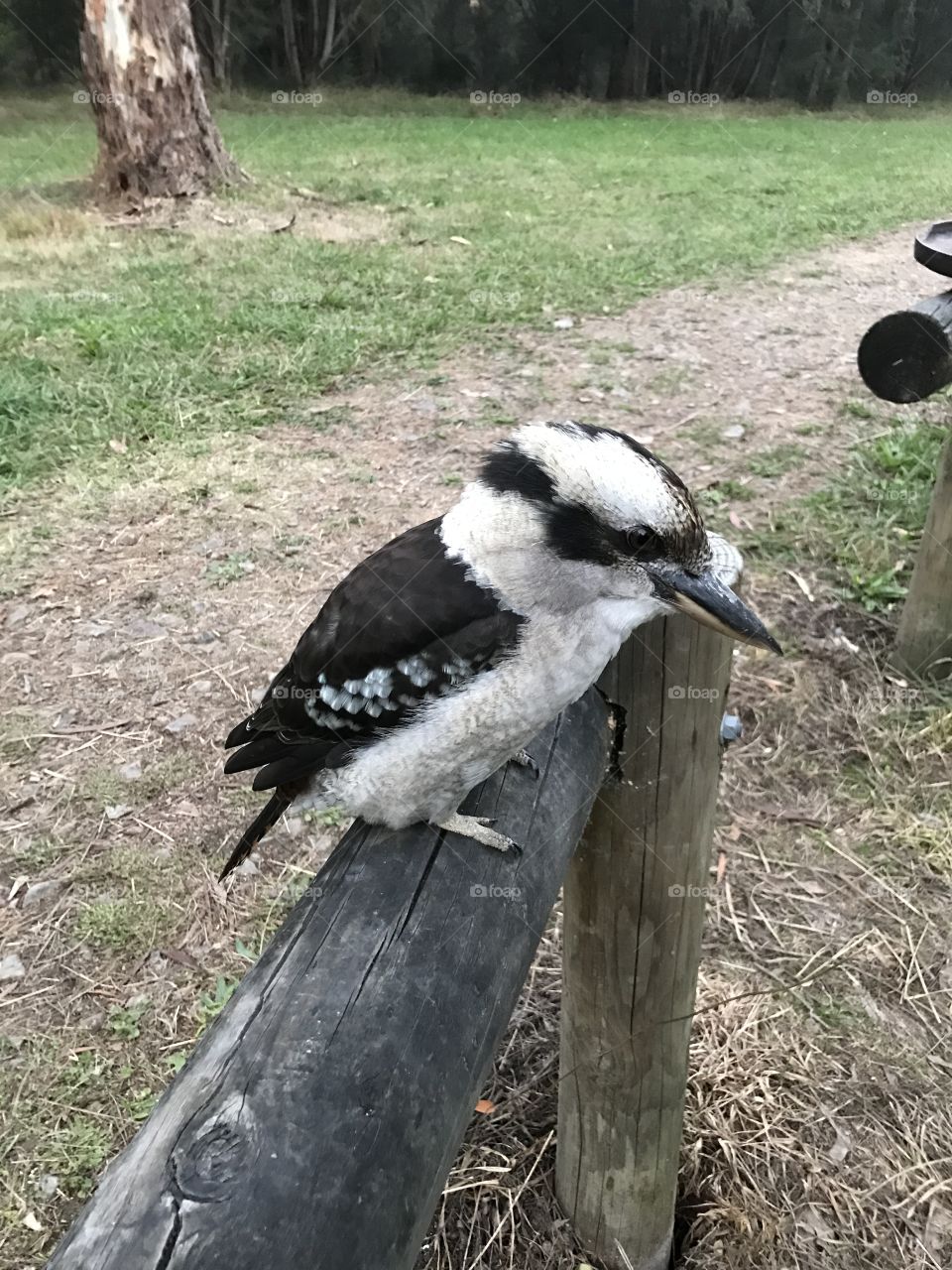 Australian Kookaburra waiting for a meal