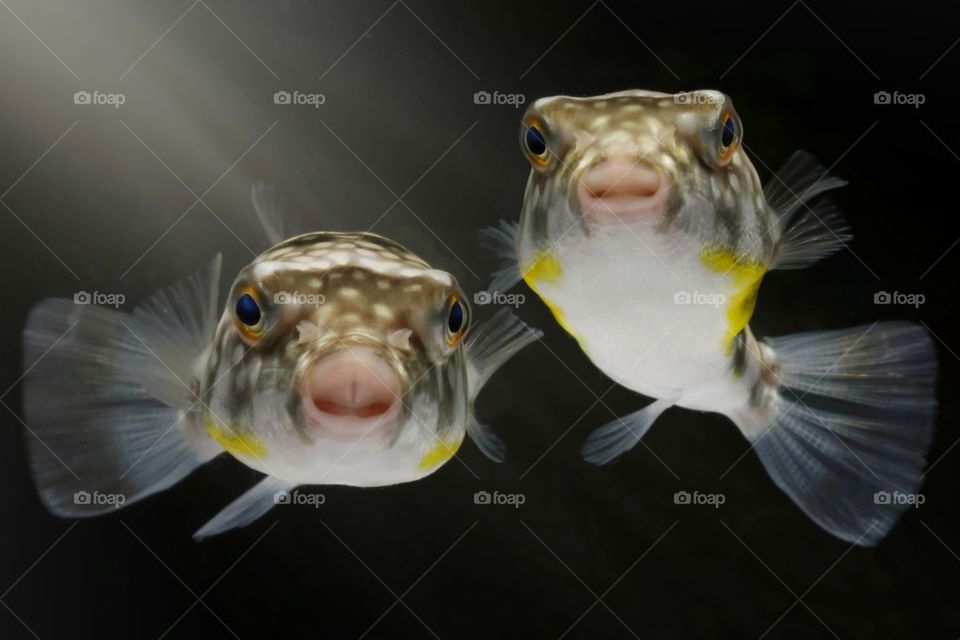 a couple of milk spotted puffer (Chelonodon Patoca)