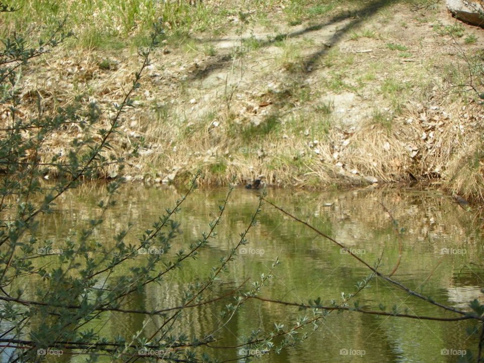 Small pond reflecting green grass and trees, makes this a great nature picture 