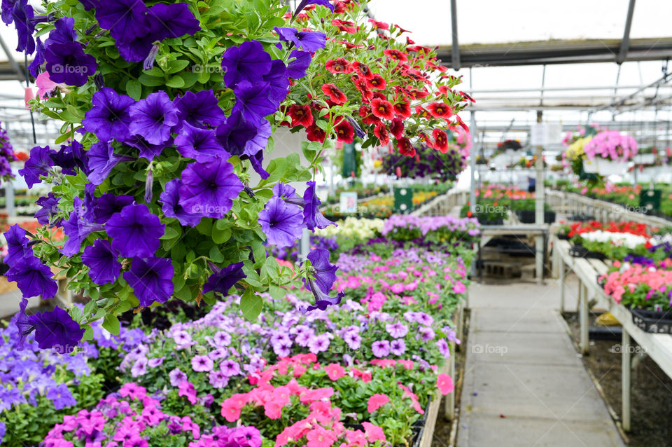 Row of flowers at a plant nursery