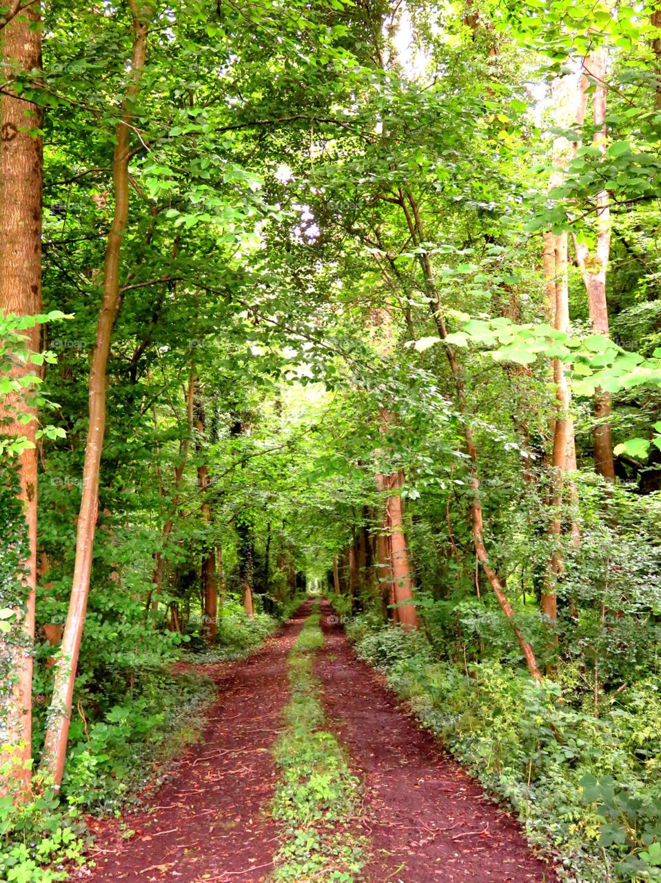 forest path