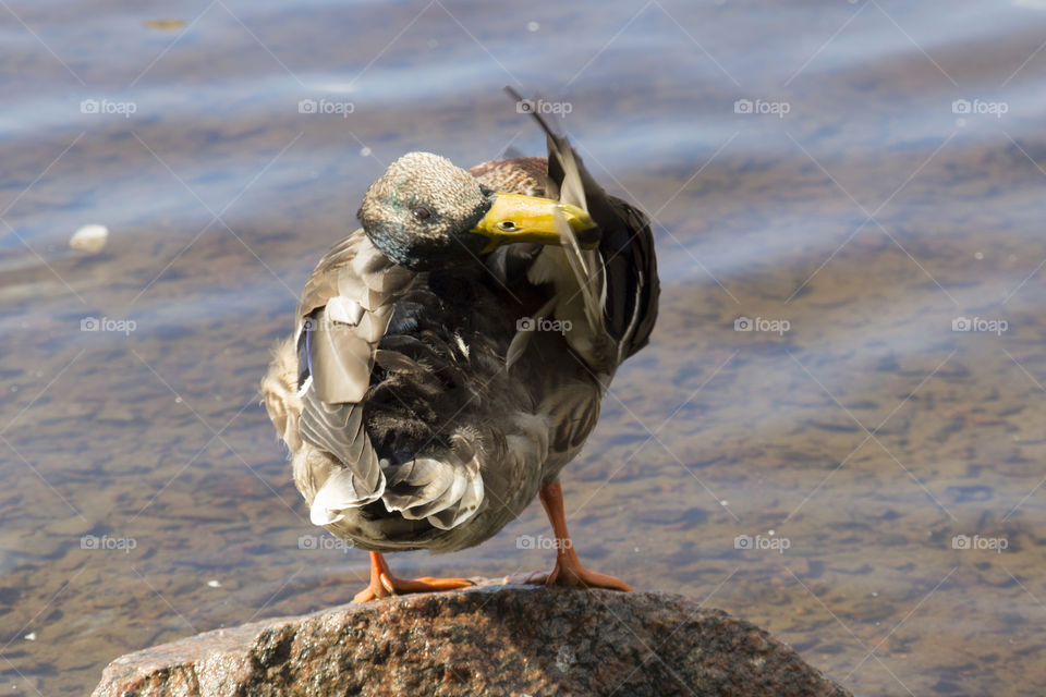 Bird - Mallard duck preening its feathers - anka putsar fjädrarna