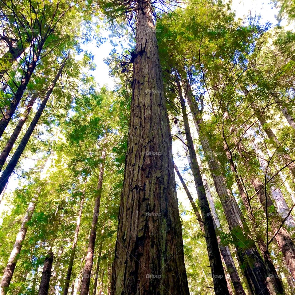 Redwoods