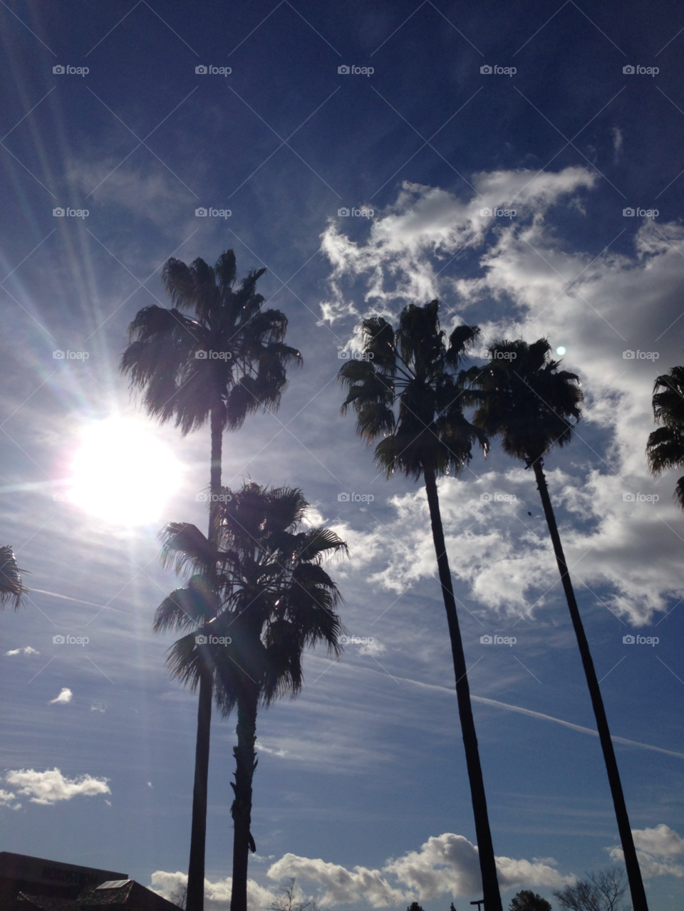 California Palm Trees
