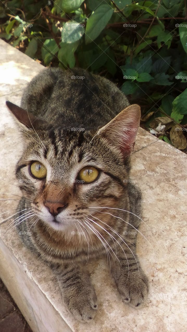 young cat on stone in park