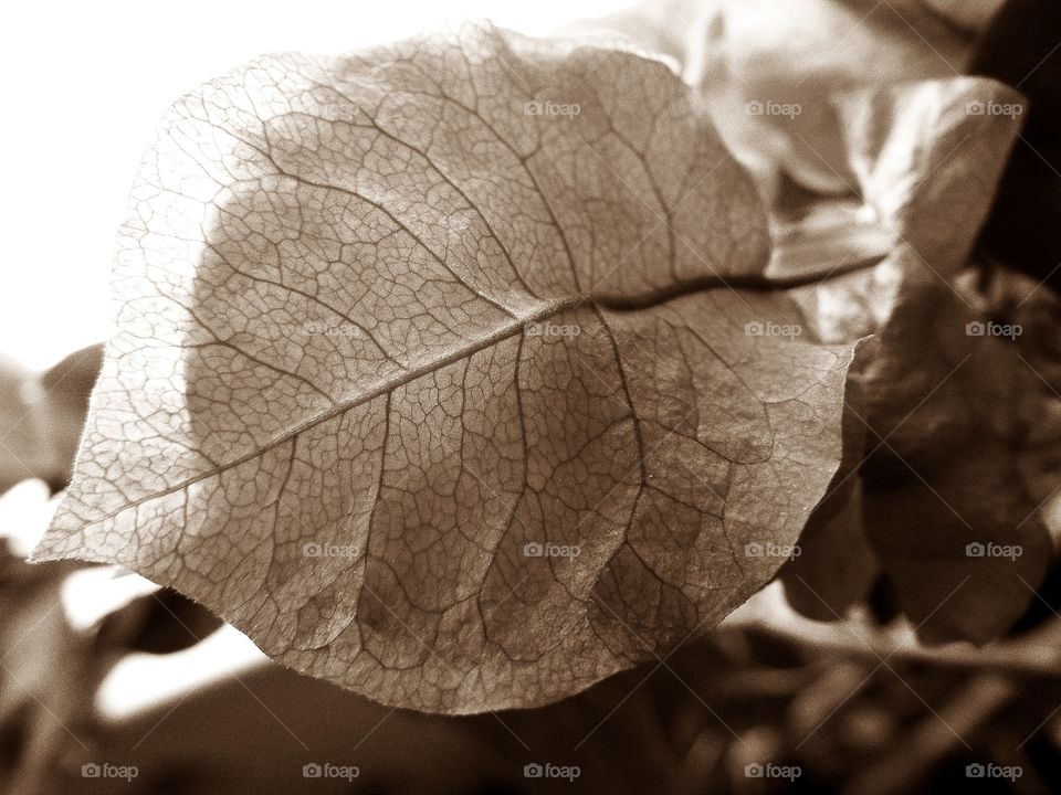 A Delicate Leaf