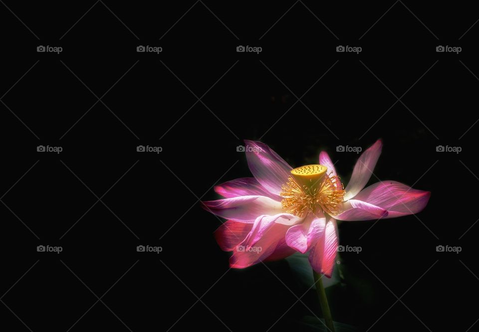 Blooming.  Lotus flower petal isolated on black background