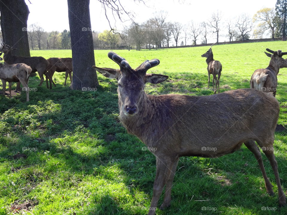 deer in city park