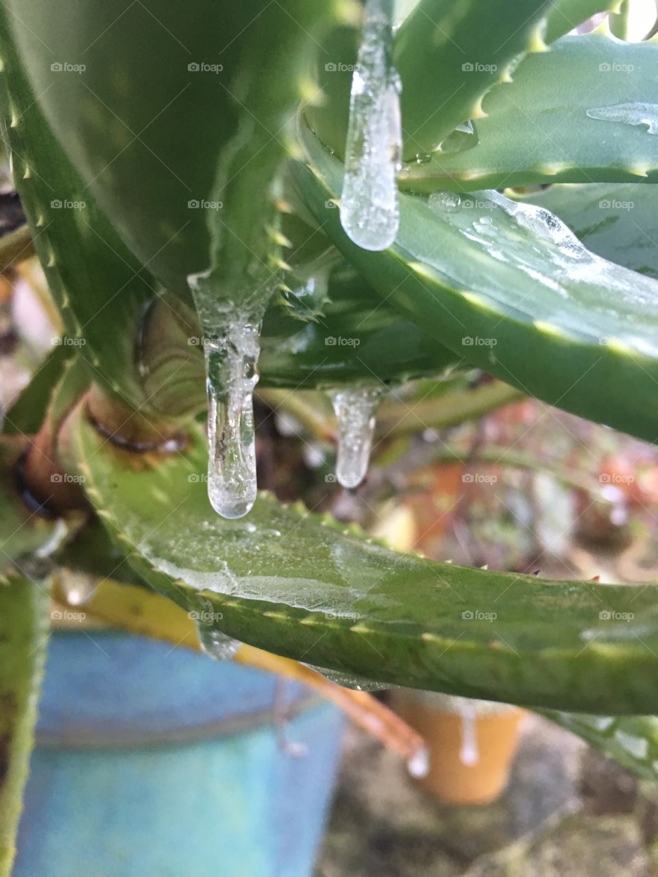 Icicles on succulent 