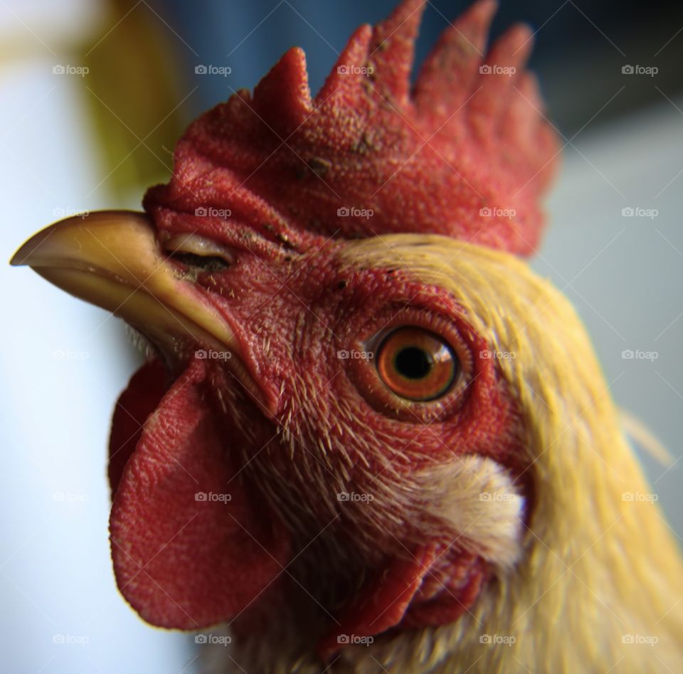 Close-up of chicken