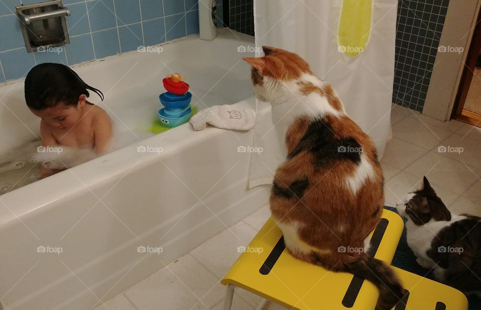 Bath time with the cats