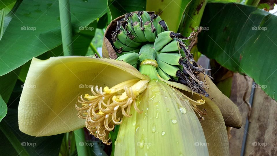 Backyard Bananas!