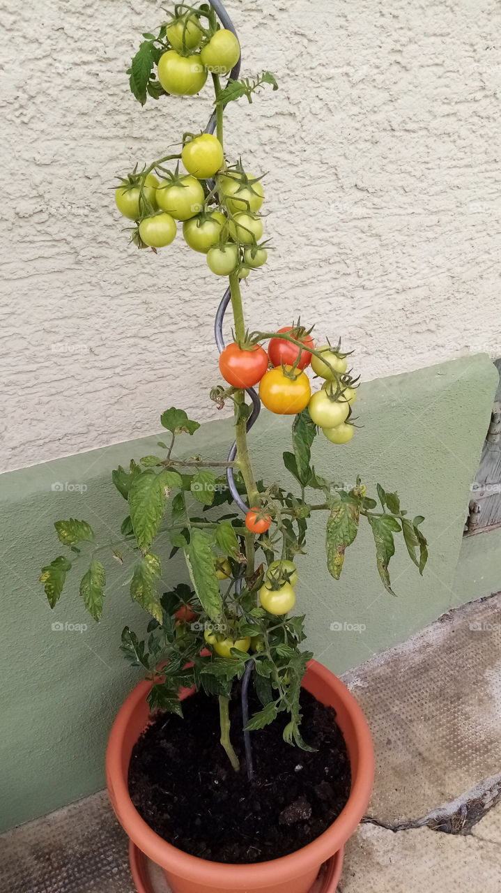 Tomaten