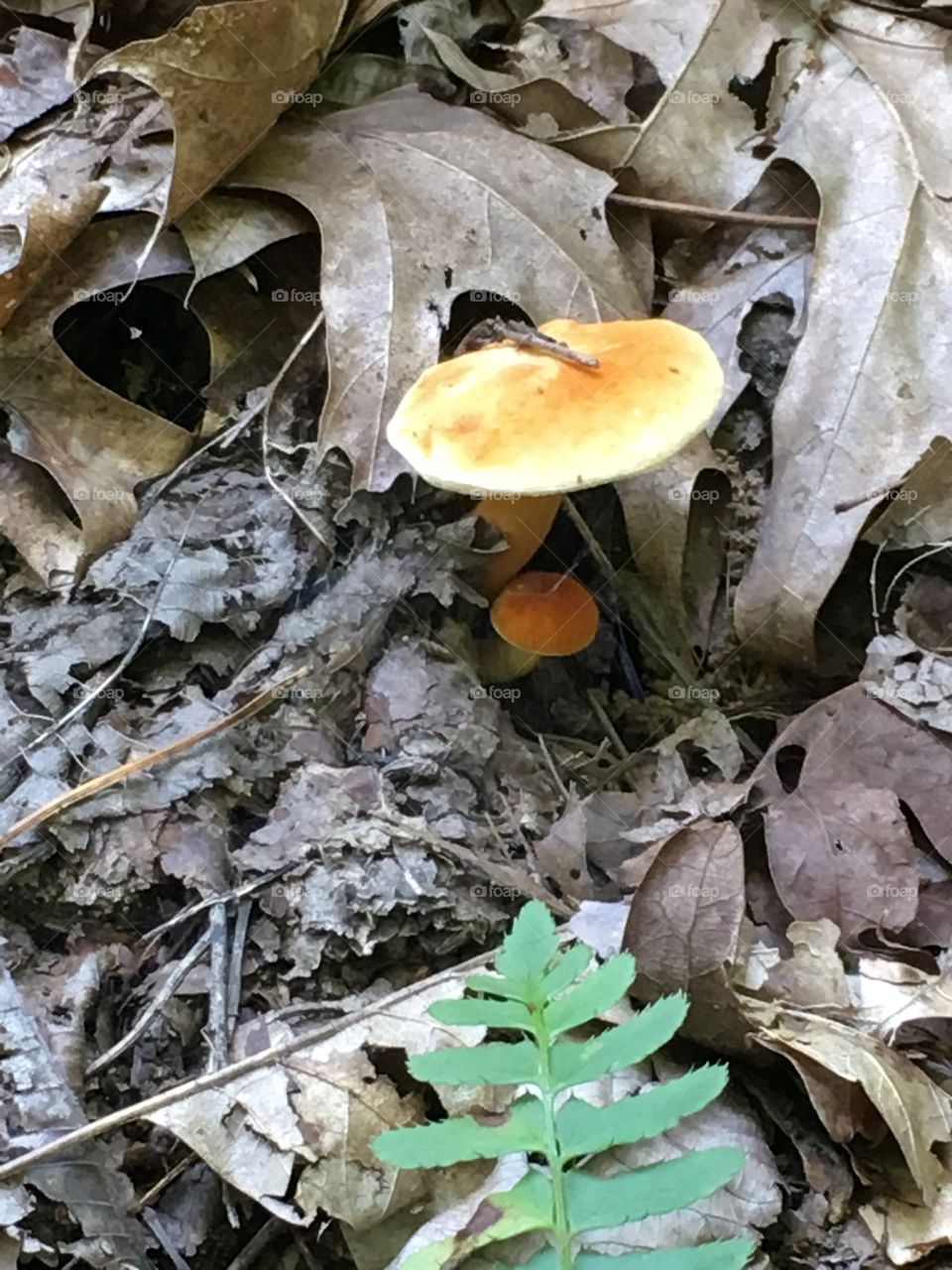 Fall, Fungus, Nature, Leaf, Mushroom
