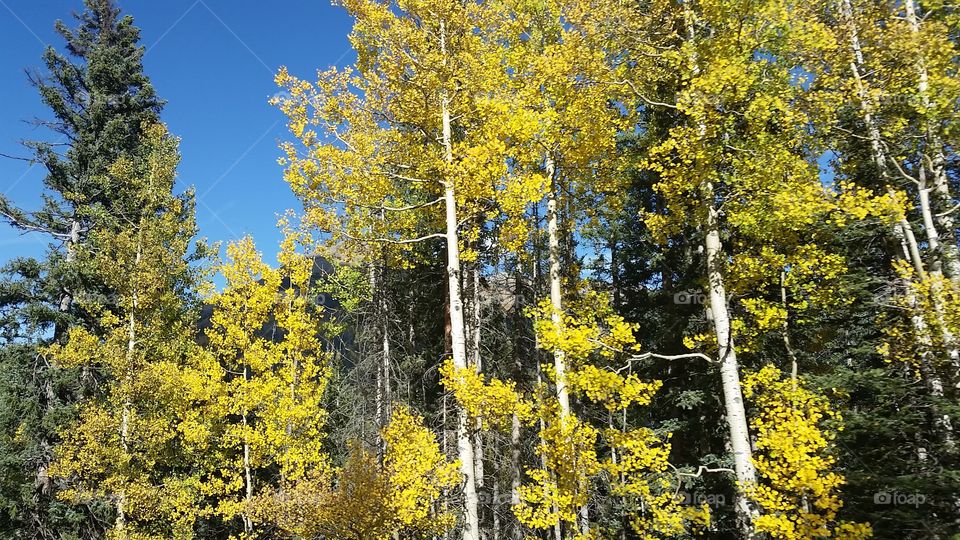 Wood, Tree, Fall, Landscape, Leaf