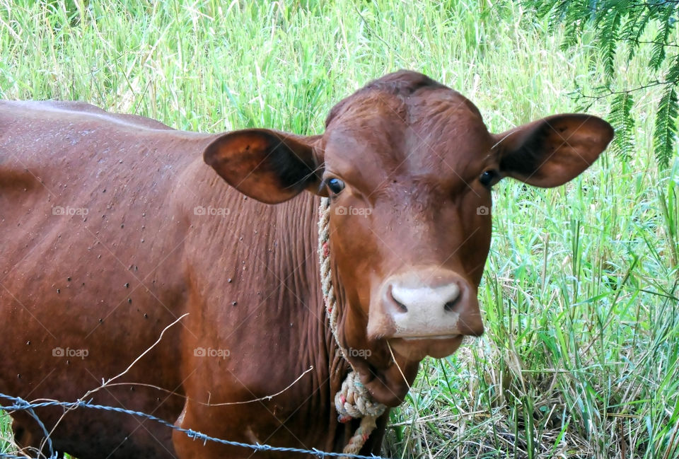 Redpoll Calf