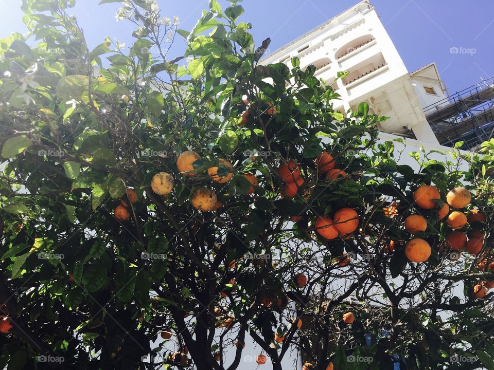 #orangetree #tree #oranges #nature #growing #fruit