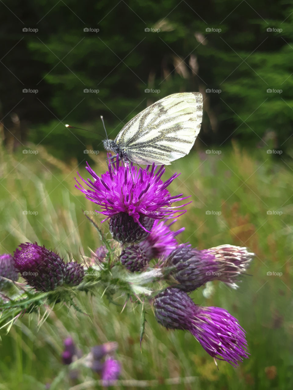Cabbage White on Thistle
