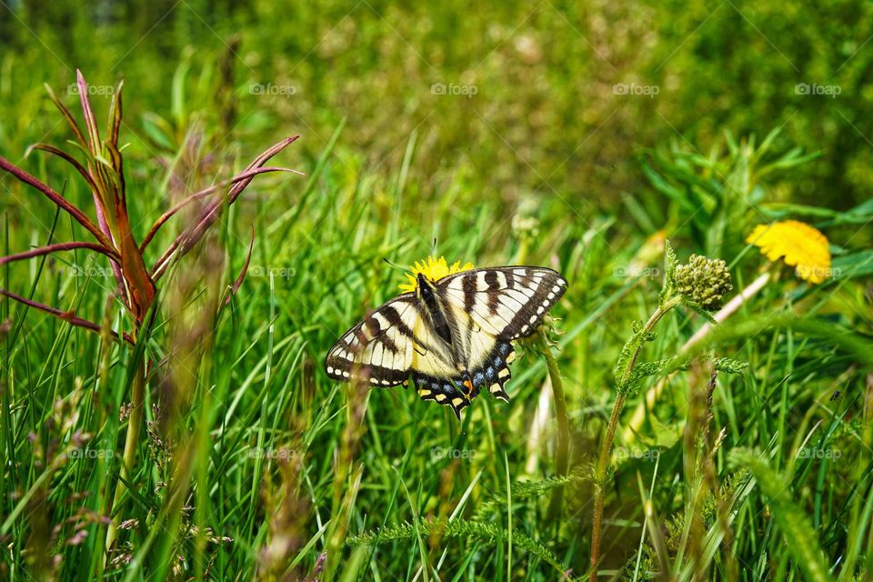 Beautiful yellow butterfly exploring the green summer grass