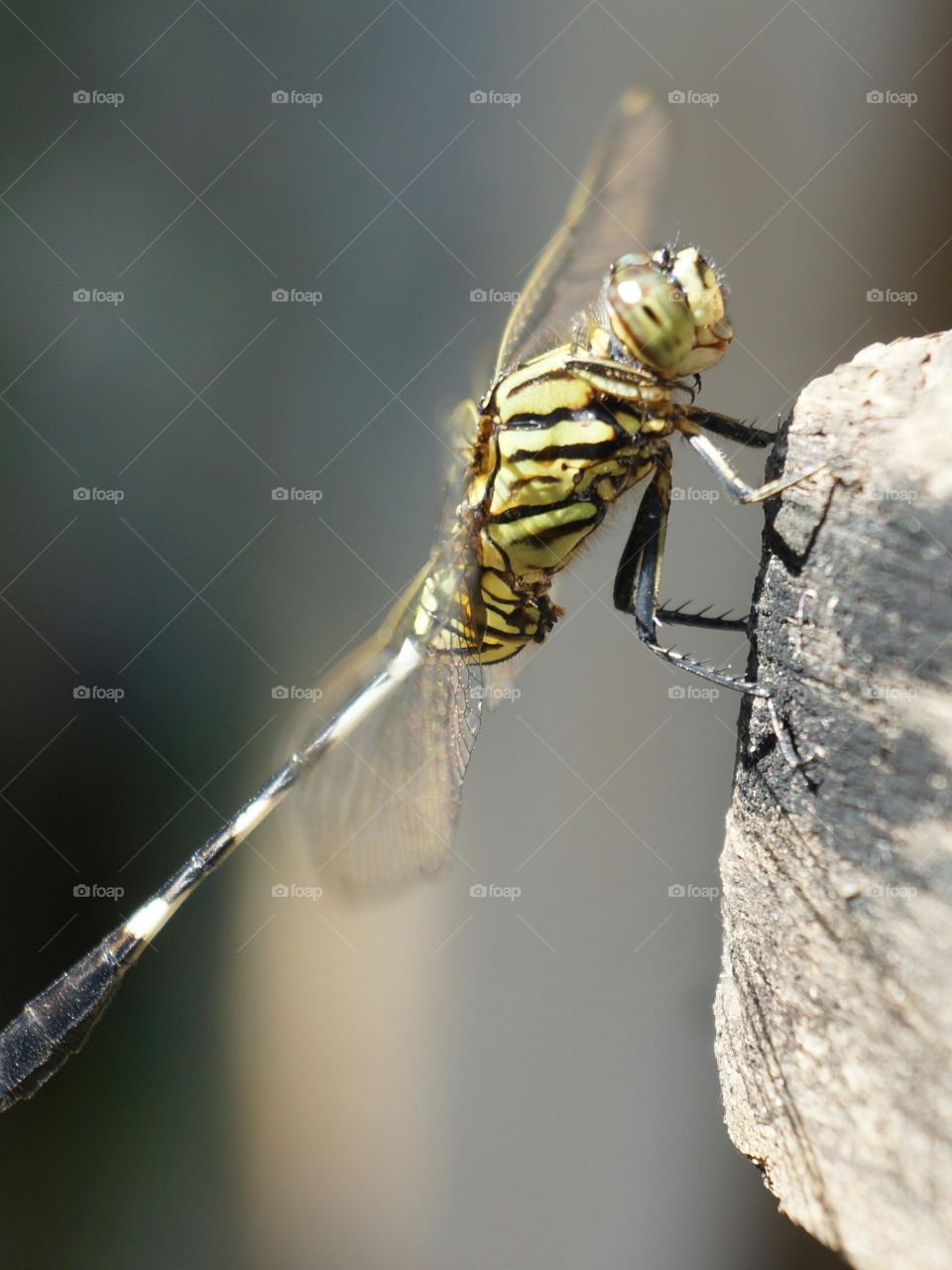 Dragonfly on rock