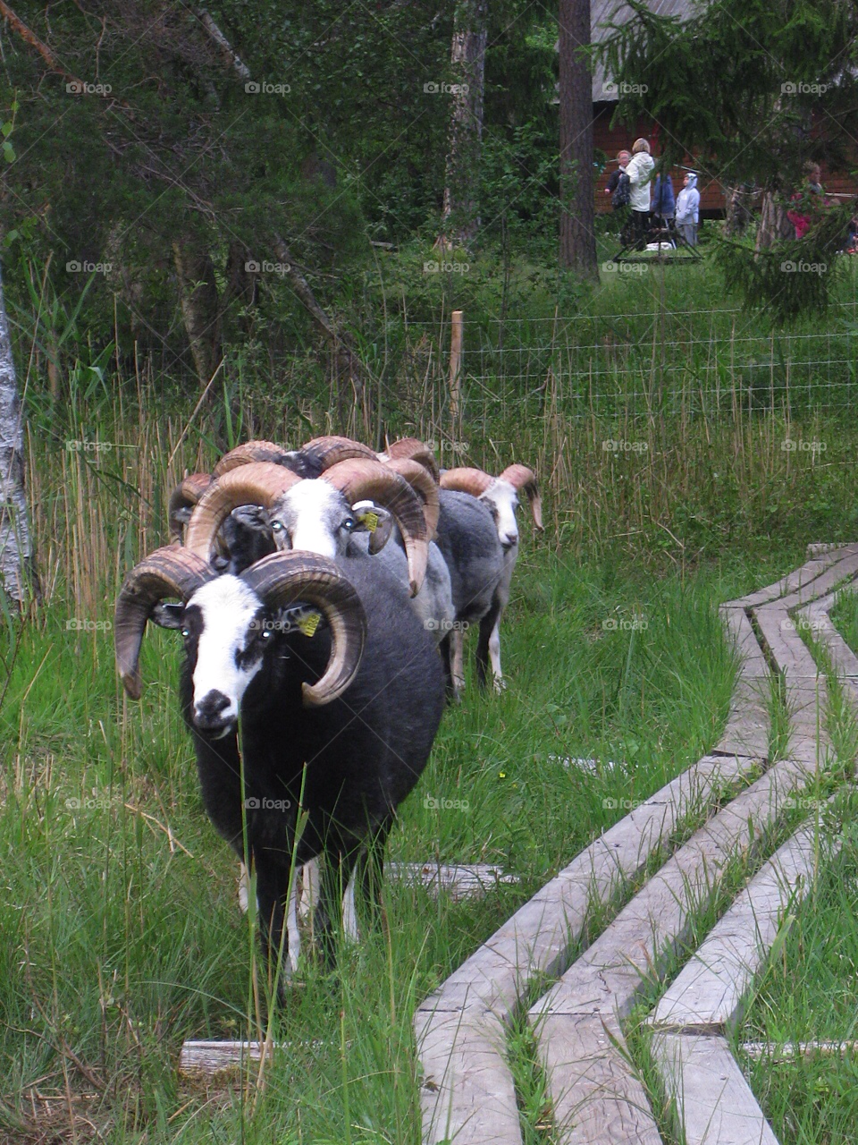 grass tree peoples sheeps by Tuvezz