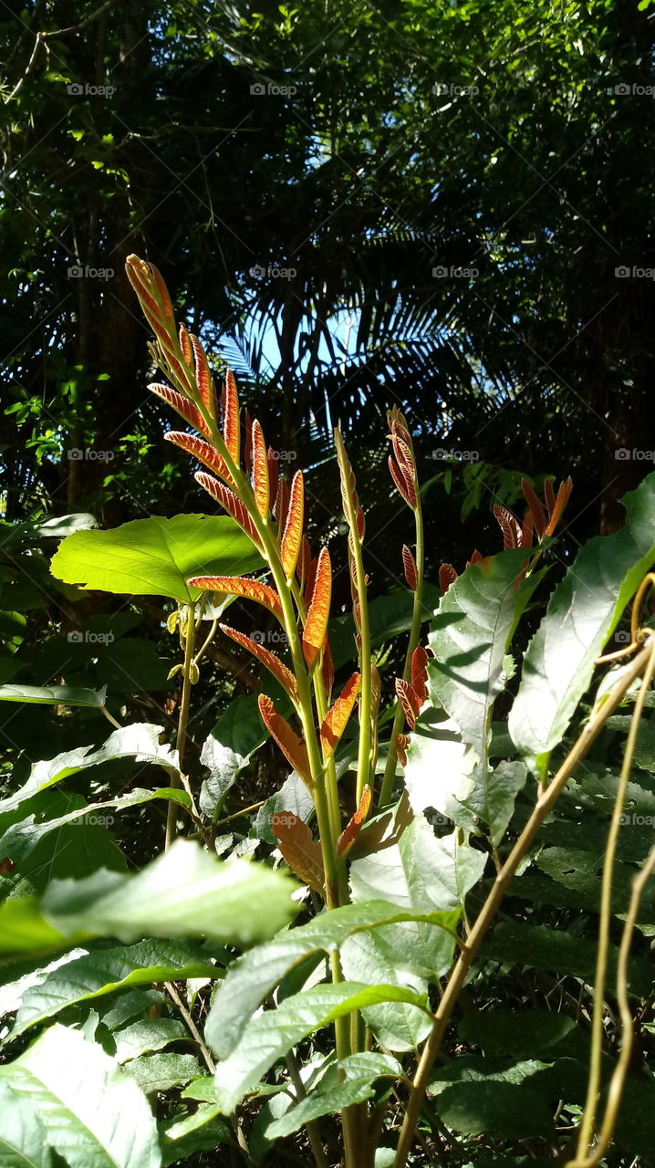 NATUREZA FLORESTA PLANTA BROTOS
