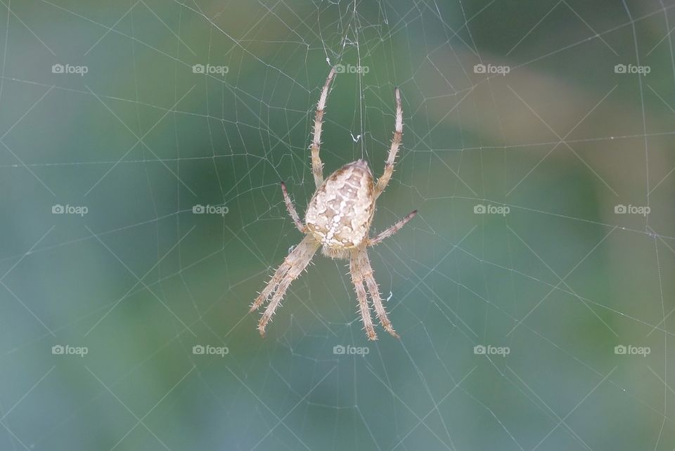 Spider In Cobweb