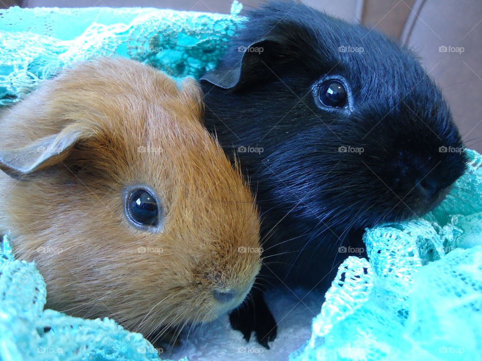 Guinea Pig friendship
