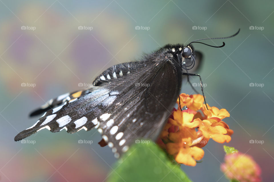 Profile of a Pollinator