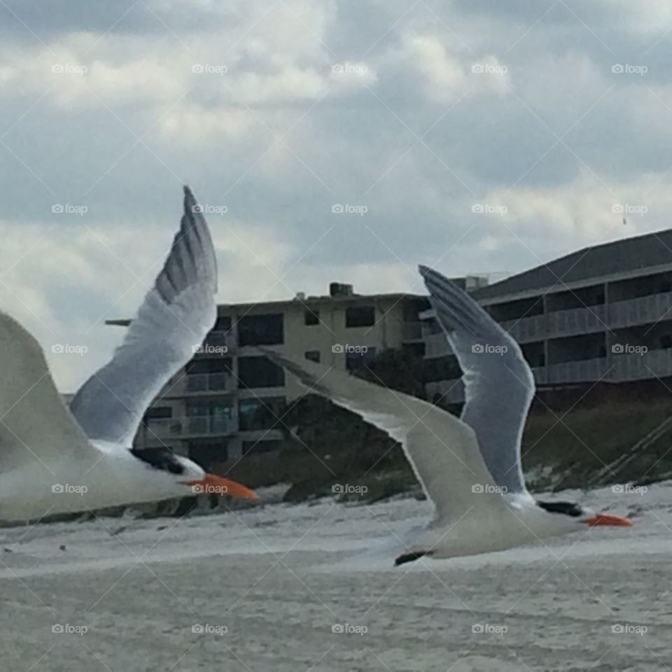 Birds flying on beach