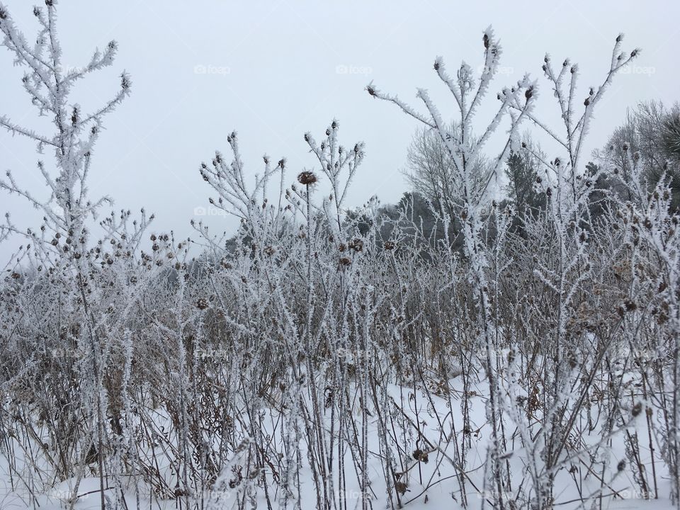 Frosty Field 