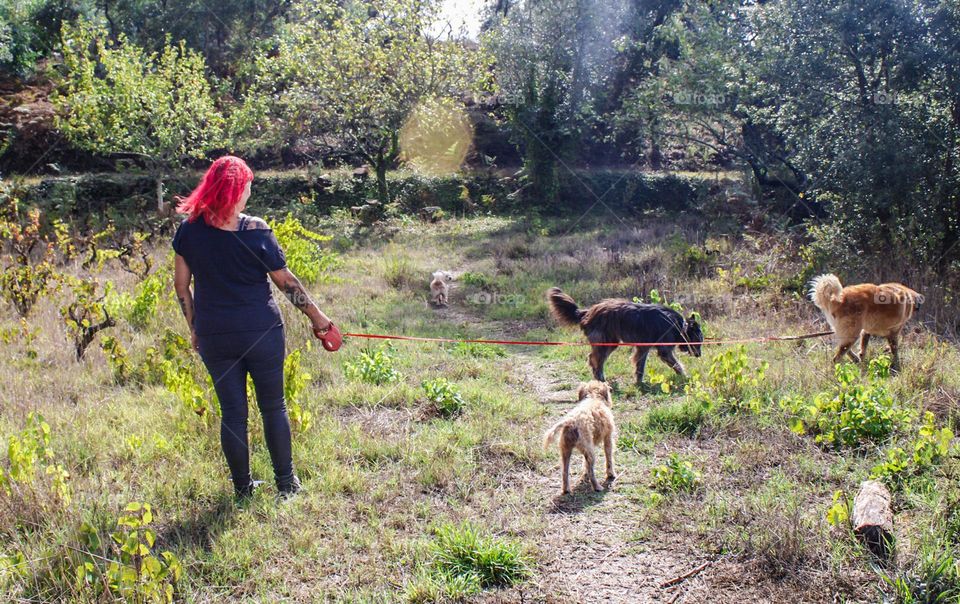 A woman with bright red hair takes her 3 dogs for a walk on a sunny day