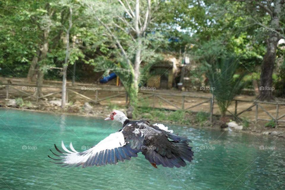 Duck#colors#lake#nature