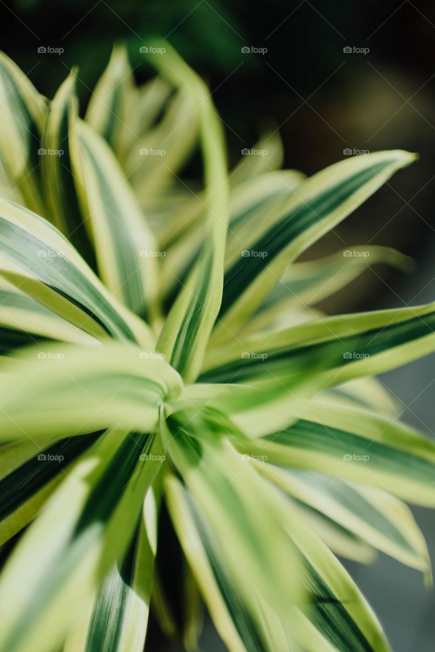 close up photography of green