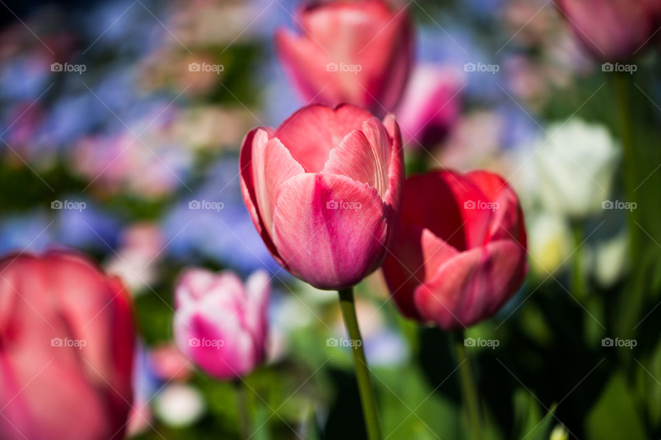 Pink Tulips in flowefbed