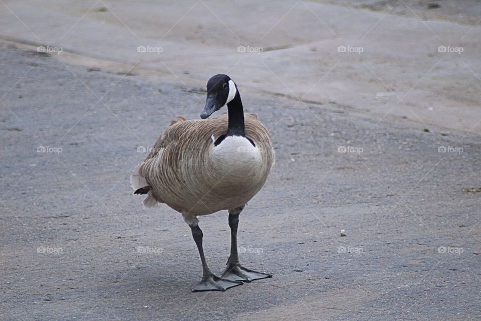 Canadian Goose