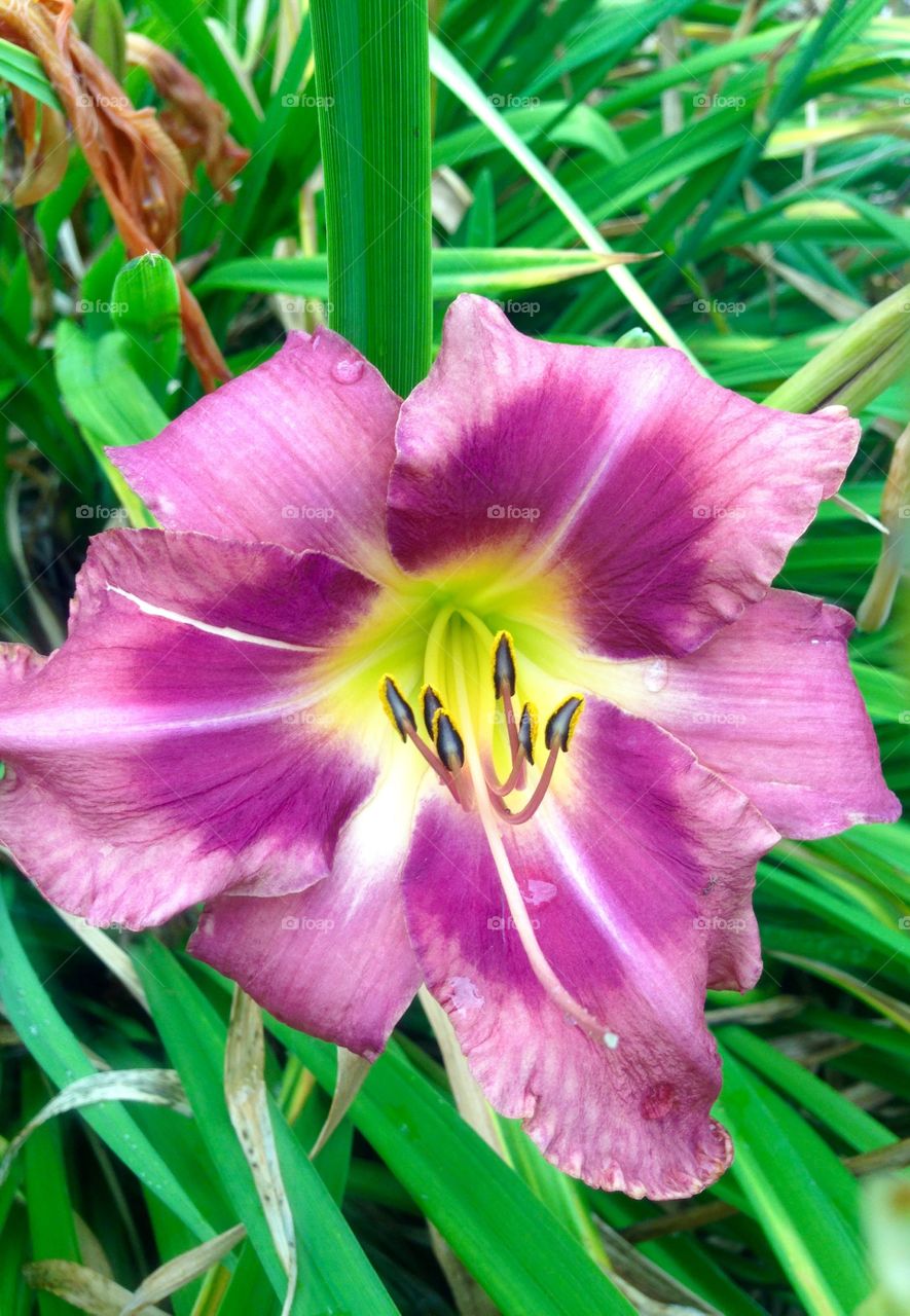 Purple up close flower 