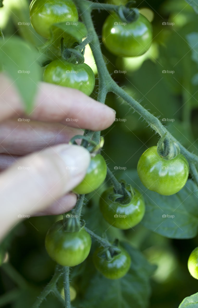 Green tomatoes