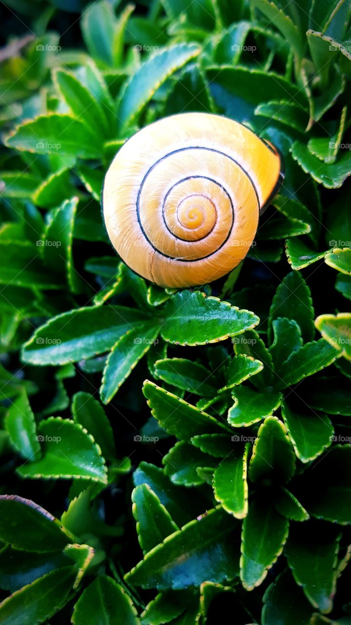 Closeup photo of a snail on a hedge