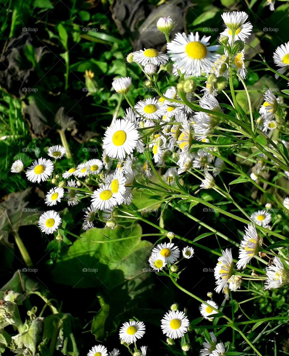 white flowers  of erigeron in the autumn meadow