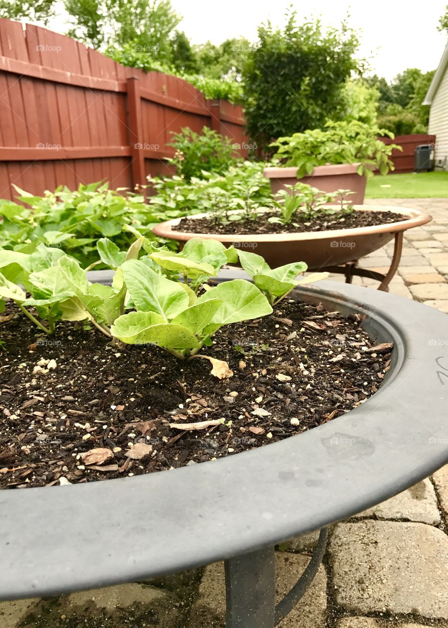 Patio Garden