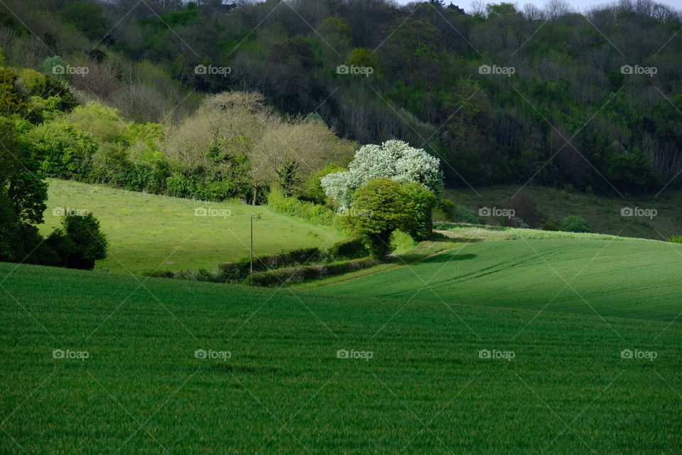 Golf, Landscape, Grass, Tree, Nature