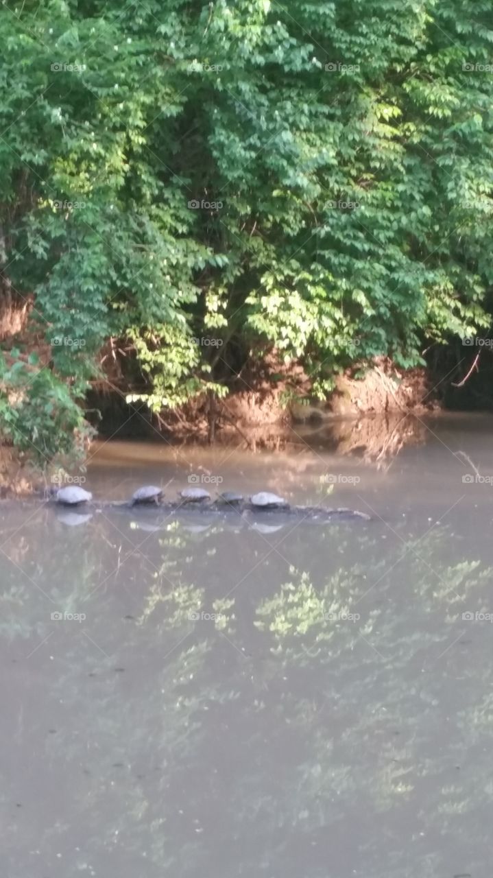 Turtles resting on a log