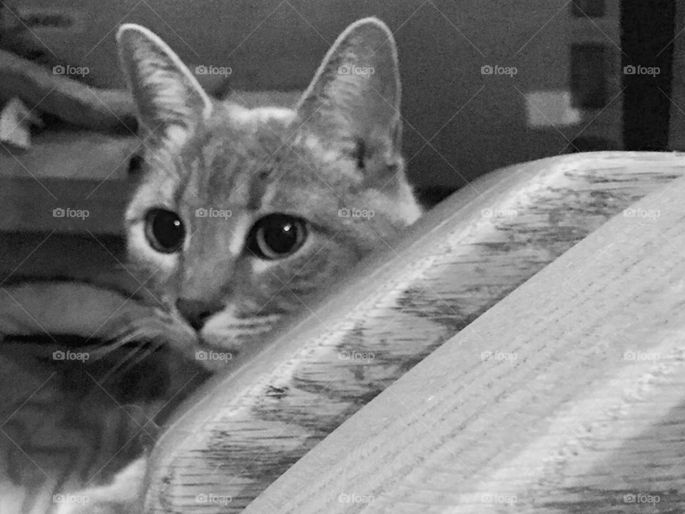 Kitty preparing for the holidays