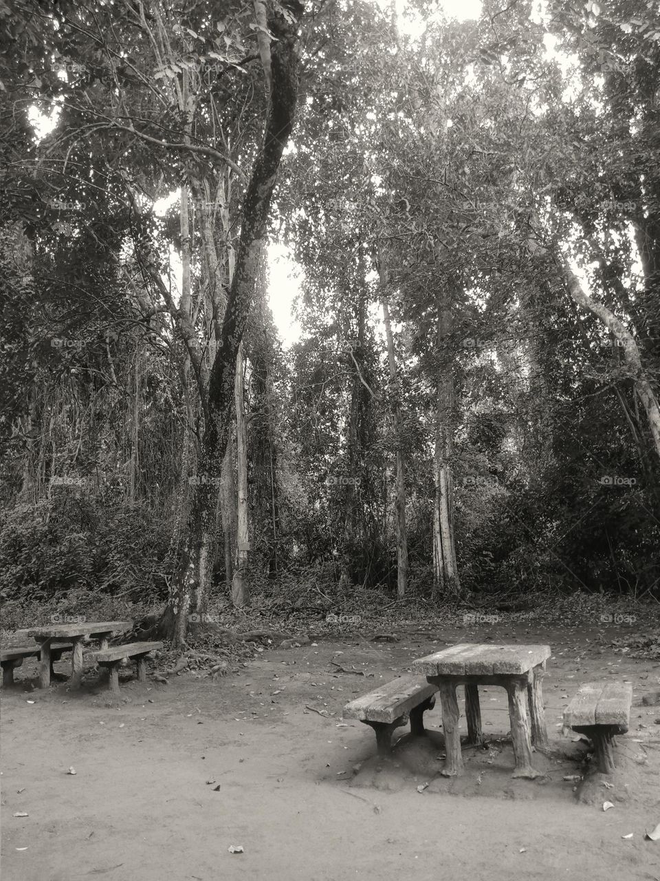 A picnic place in the woods