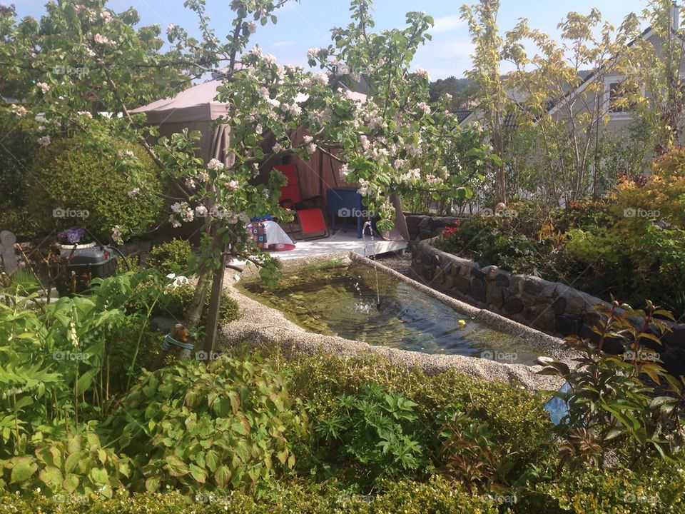 Garden pond